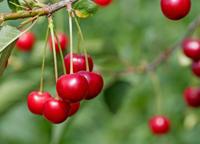 Patio kersenboom - thumbnail