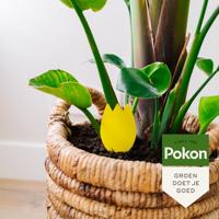 Pokon Bio vangplaatjes potgrondvliegjes - thumbnail