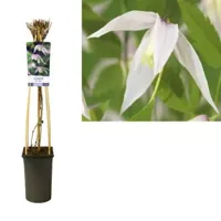 Roze bosrank (Clematis alpina "Willy") klimplant - thumbnail