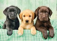 Clementoni puzzel drie labradors - 1000 puzzelstukjes - thumbnail