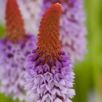 Orchideeprimula (Primula vialii) moerasplant (6-stuks) - thumbnail