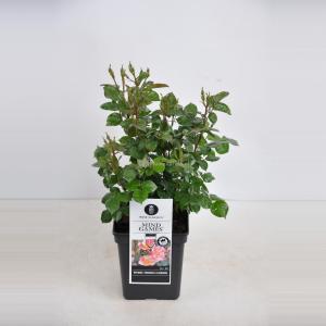 Trosroos (rosa "Mind Games"®) - C3 - 1 stuks