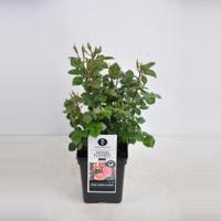 Trosroos (rosa "Mind Games"®) - C3 - 1 stuks - thumbnail