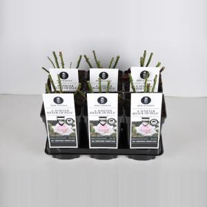 Grootbloemige roos (rosa "A Whiter Shade of Pale"®) - C3 - 1 stuks