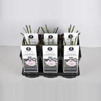 Grootbloemige roos (rosa "A Whiter Shade of Pale"®) - C3 - 1 stuks - thumbnail