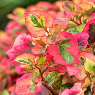 Moerings Houttuynia cordata 'Chameleon' - Bonte moerasanemoon