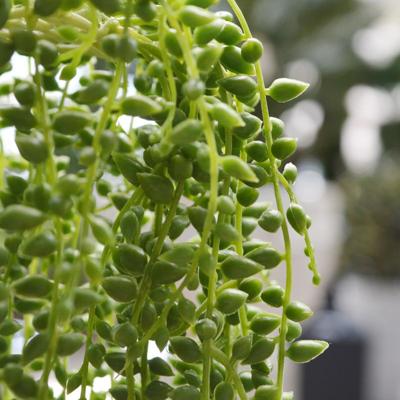 Senecio kunst hangplant 60cm