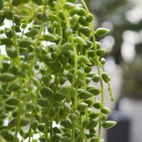 Senecio kunst hangplant 60cm - thumbnail