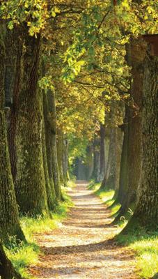 Bospad 70x130cm Tuinschilderij Customize-it - Customize it