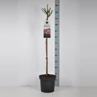 Trosroos op stam (rosa "Bonica"®) - thumbnail