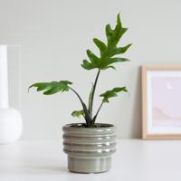 Alocasia Brancifolia Pink Passion (mini) - P6 - thumbnail