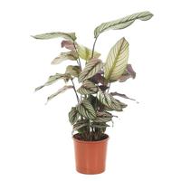 Calathea white star - P19 - thumbnail