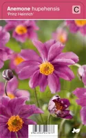 Herfstanemoon (anemone hupehensis "Prinz Heinrich") najaarsbloeier - 12 stuks - thumbnail