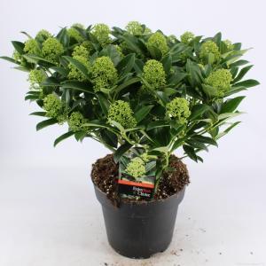 Skimmia (Skimmia Japonica “White Globe”®) heester - 40-50 cm (C7) - 7 stuks