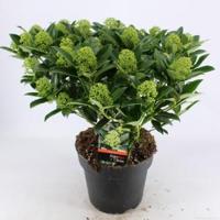 Skimmia (Skimmia Japonica “White Globe”®) heester - 40-50 cm (C7) - 7 stuks - thumbnail