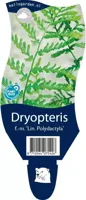 Dryopteris f.-m. Lin. Polydactyla vaste plant Griffioen - Griffioen - thumbnail