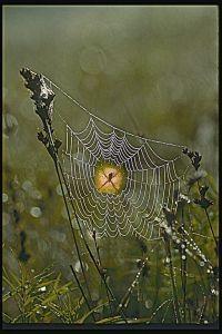 Animal Essences Spider (spin) 30 Milliliter