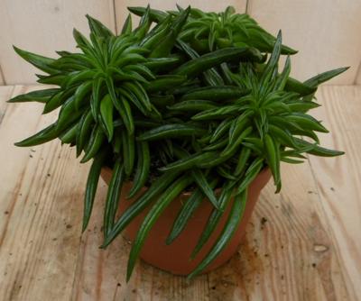 2 stuks! Kamerplant Peperomia Happy Bean Viridi Warentuin Natuurlijk - Warentuin natuurlijk