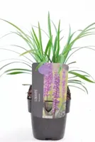 Siergras - Liriope Muscari Moneymaker - thumbnail