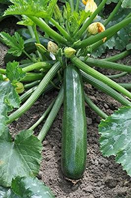 Courgette zaden - Ambassador F1 - thumbnail