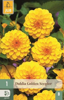 Dahlia golden scepter 1st bloembol zomer Dahlia JUB - Jub