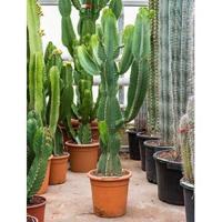 Euphorbia cactus ingens mocu kamerplant - thumbnail