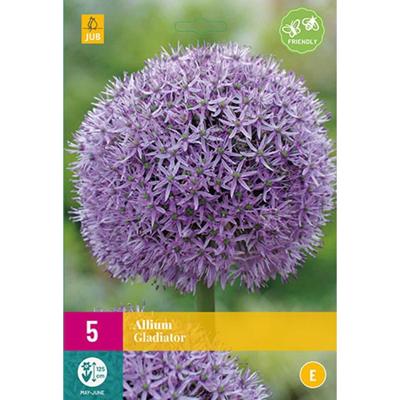 Allium gladiator 5 bollen