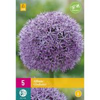 Allium gladiator 5 bollen - thumbnail