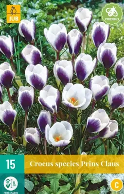 Crocus prins Claus 15 bollen