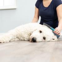 Trixie vacht ontklitter tanden middel - thumbnail