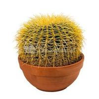 Echinocactus grusonii S kamerplant - thumbnail
