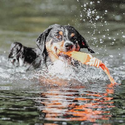 Hondenspeelgoed Aqua Avio Hondenspeelgoed Aqua Avio