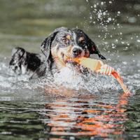 Hondenspeelgoed Aqua Avio - thumbnail