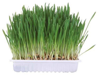 TRIXIE KNAAGDIERGRAS 100 GR TRIXIE KNAAGDIERGRAS 100 GR