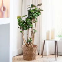 Polyscias Fabian - Aralia - P27 - thumbnail