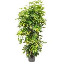 Schefflera gold capella M kamerplant - thumbnail