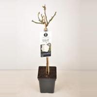 Grootbloemige roos op stam 50 cm (rosa "Isle of White"®) - thumbnail