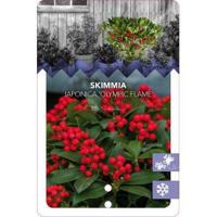 Skimmia (Skimmia Japonica “Olympic Flame”) heester - 20-25 cm (C2) - 6 stuks - thumbnail