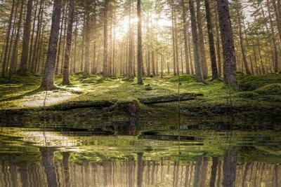 Schilderij - Vijver in het bos , 2 maten, Premium print