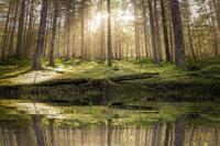 Schilderij - Vijver in het bos , 2 maten, Premium print - thumbnail