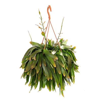 Rhipsalis Ramulosa 'Red Coral' - P21 Rhipsalis Ramulosa 'Red Coral' - P21