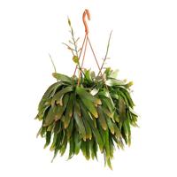 Rhipsalis Ramulosa &apos;Red Coral&apos; - P21 - thumbnail