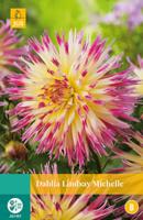 Dahlia Lindsay Michelle Bloembol JUB 1 bol - Jub - thumbnail