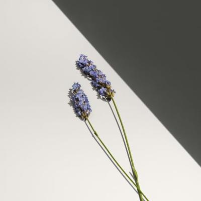 Calvin Klein Defy Deodorant Stick Alcohol Free Calvin Klein Defy Deodorant Stick Alcohol Free