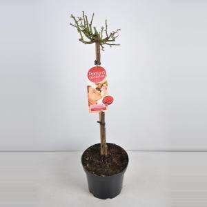 Grootbloemige roos op stam Parfum de Nature (rosa "Duftfestival"®) - Op stam 70 cm - 1 stuks