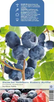 Bessenstruik Vaccinium corymbosum Hortblue Petit - Bes 18cm Bessenstruik Vaccinium corymbosum Hortblue Petit - Bes 18cm