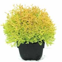 Westerse levensboom (Thuja occidentalis "Rheingold") conifeer - thumbnail