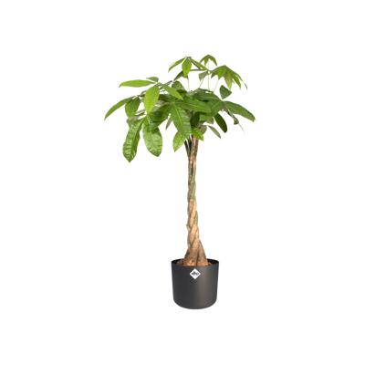 Elho b.for soft bloempot rond 18 cm antraciet Elho b.for soft bloempot rond 18 cm antraciet