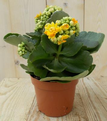 2 stuks! Kalanchoe Oranje/Geel Warentuin Natuurlijk - Warentuin natuurlijk