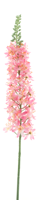 Eremurus spray pink 105cm - thumbnail
